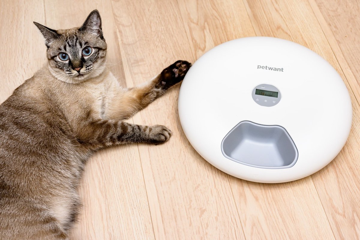 Petwant 6 Meal Pet Feeder を購入