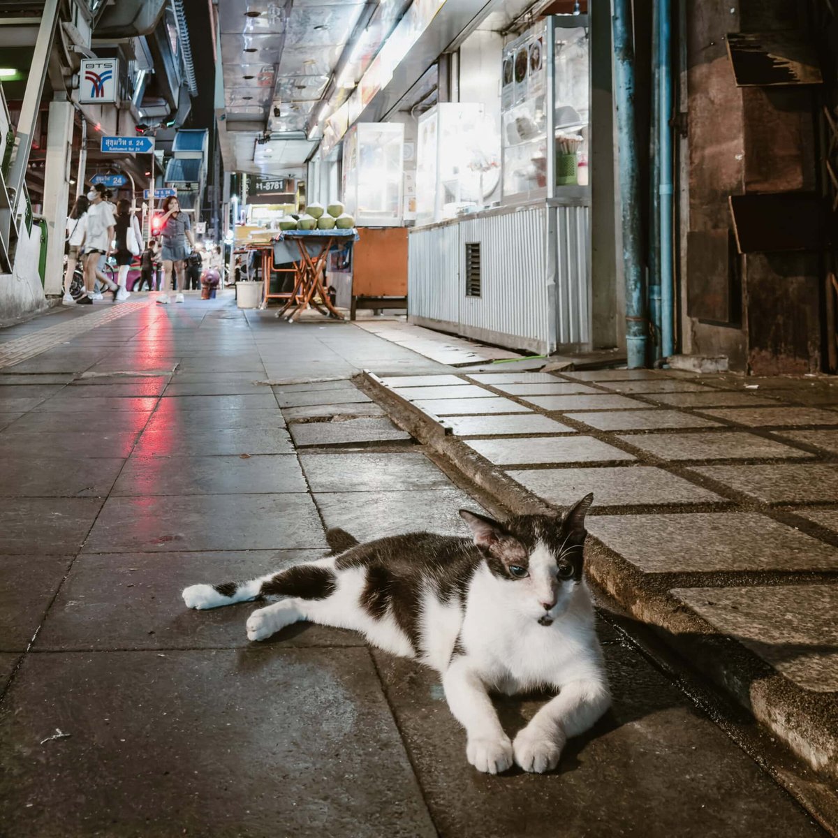 Cat in Bangkok