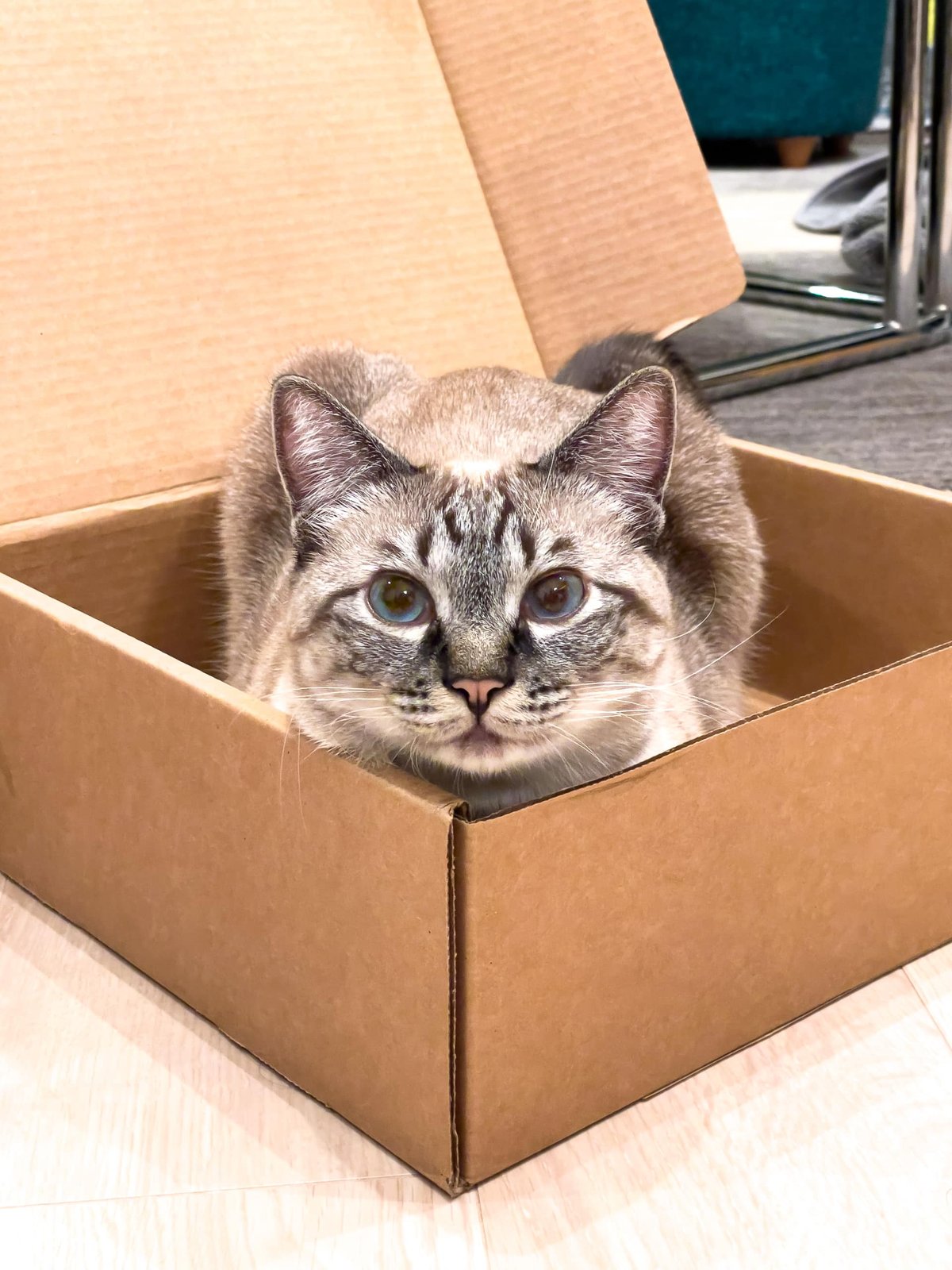 Cat in a Box