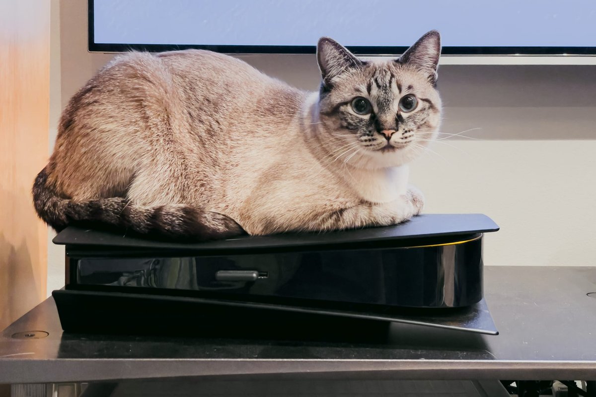 Cat on PS5